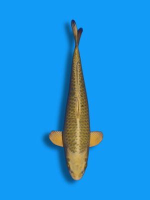 Mukashi Ogon | Koi&Co.